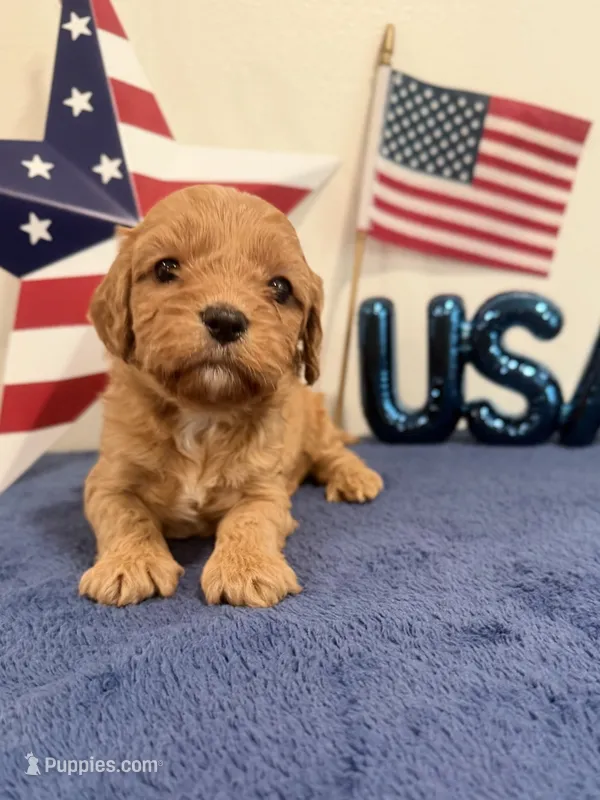 Firecracker – Cavapoo puppy for sale in Lagrange, IN