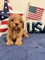 Firecracker, a male Cavapoo for sale in Lagrange, IN – 1 of 6