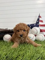 Wrigley, a female Cavapoo for sale in Lagrange, IN – 4 of 7