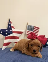 Liberty, a male Cavapoo for sale in Lagrange, IN – 2 of 5