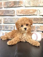 Bunt Toy F1, a male Cavapoo for sale in Lagrange, IN – 1 of 6