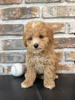 Rookie, a male Cavapoo for sale in Lagrange, IN – 5 of 7