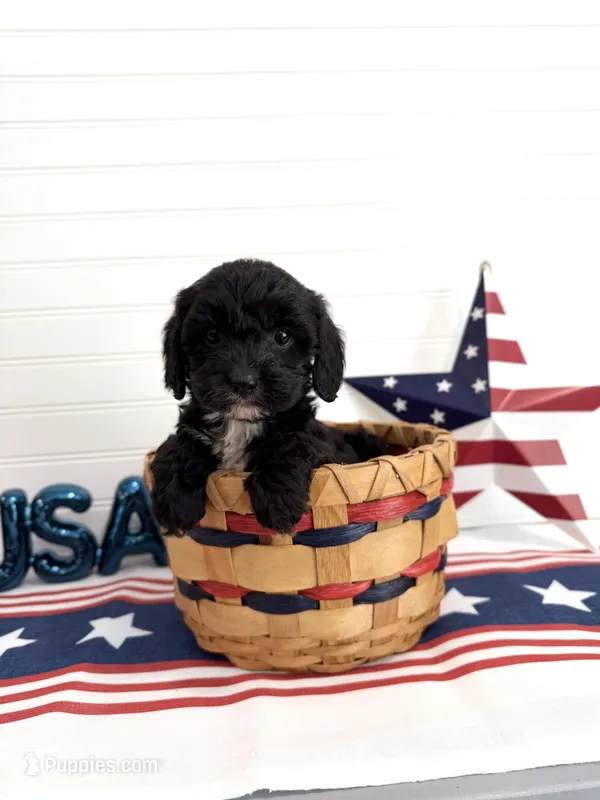 Rocket – Cavapoo puppy on hold in Lagrange, IN