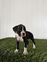 Poppy, a female Boxer for sale in Lagrange, IN – Photo 5 of 5