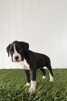 Poppy, a female Boxer for sale in Lagrange, IN – Photo 4 of 5