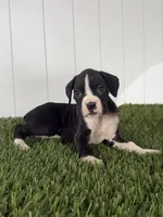 Poppy, a female Boxer for sale in Lagrange, IN – Photo 3 of 5