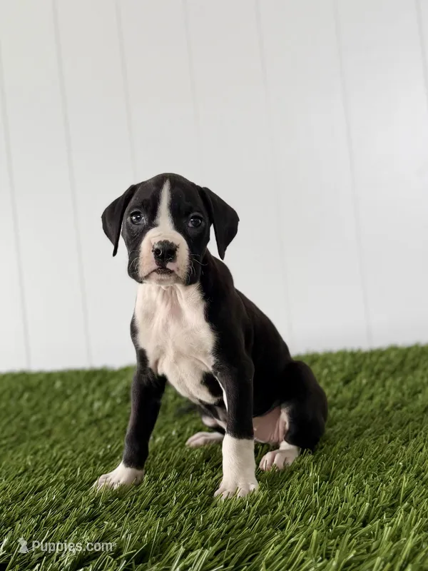 Poppy – Boxer puppy for sale in Lagrange, IN