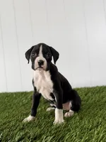 Poppy, a female Boxer for sale in Lagrange, IN – Photo 1 of 5