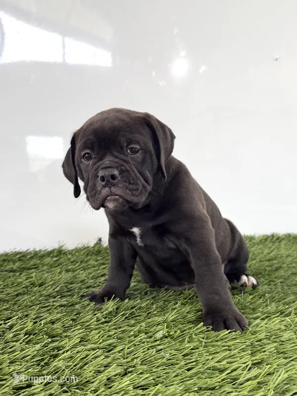 Lani – Olde English Bulldogge puppy for sale in Lagrange, IN