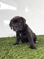 Lani, a female Olde English Bulldogge for sale in Lagrange, IN – 1 of 5