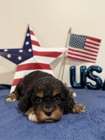 Boomer, a male Cavapoo for sale in Lagrange, IN – 4 of 5