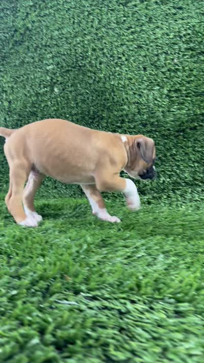 Mario, a male Boxer for sale in Lagrange, IN – 5 of 5