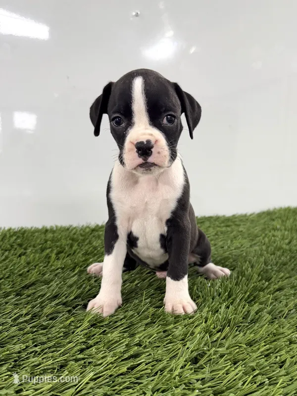 Mylo – Boxer puppy for sale in Lagrange, IN