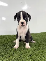 Mylo, a male Boxer for sale in Lagrange, IN – 1 of 5