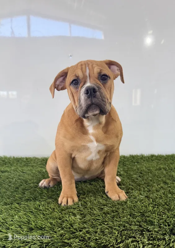 Nicole – Olde English Bulldogge puppy for sale in Lagrange, IN