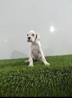 Jazzy, a female Boxer for sale in Lagrange, IN – 3 of 3