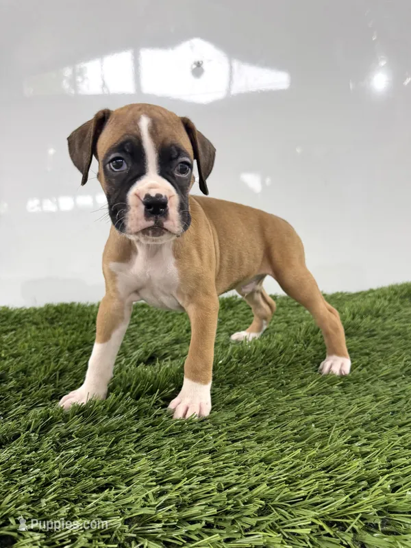 Mario – Boxer puppy for sale in Lagrange, IN