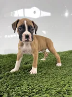 Mario, a male Boxer for sale in Lagrange, IN – 1 of 5