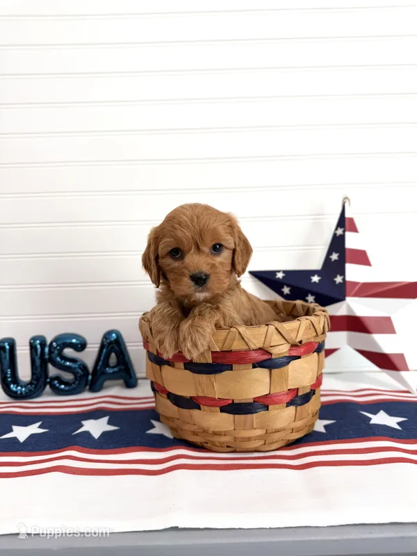 Firecracker – Cavapoo puppy for sale in Lagrange, IN