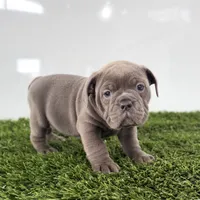 Tinsley, a female Olde English Bulldogge for sale in Lagrange, IN – Photo 1 of 4