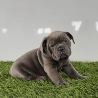 Tinsley, a female Olde English Bulldogge for sale in Lagrange, IN – Photo 2 of 4