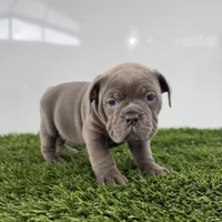 Tinsley, a female Olde English Bulldogge for sale in Lagrange, IN – Photo 4 of 4