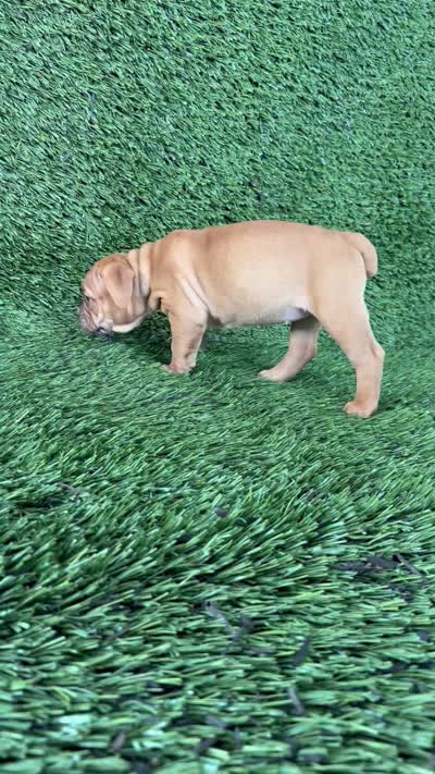 Nancy, a female Olde English Bulldogge for sale in Lagrange, IN – 5 of 5
