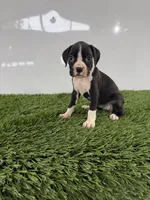 Myla, a female Boxer for sale in Lagrange, IN – 3 of 5