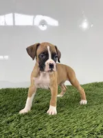 Mario, a male Boxer for sale in Lagrange, IN – 4 of 5