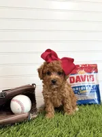 Wrigley, a female Cavapoo for sale in Lagrange, IN – 2 of 7