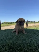Molly, a female Olde English Bulldogge for sale in Lagrange, IN – 4 of 5