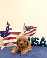 Liberty, a male Cavapoo for sale in Lagrange, IN – 4 of 5