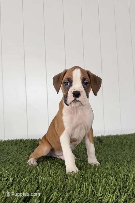 Pax – Boxer puppy for sale in Lagrange, IN
