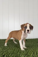 Pax, a male Boxer for sale in Lagrange, IN – Photo 3 of 4