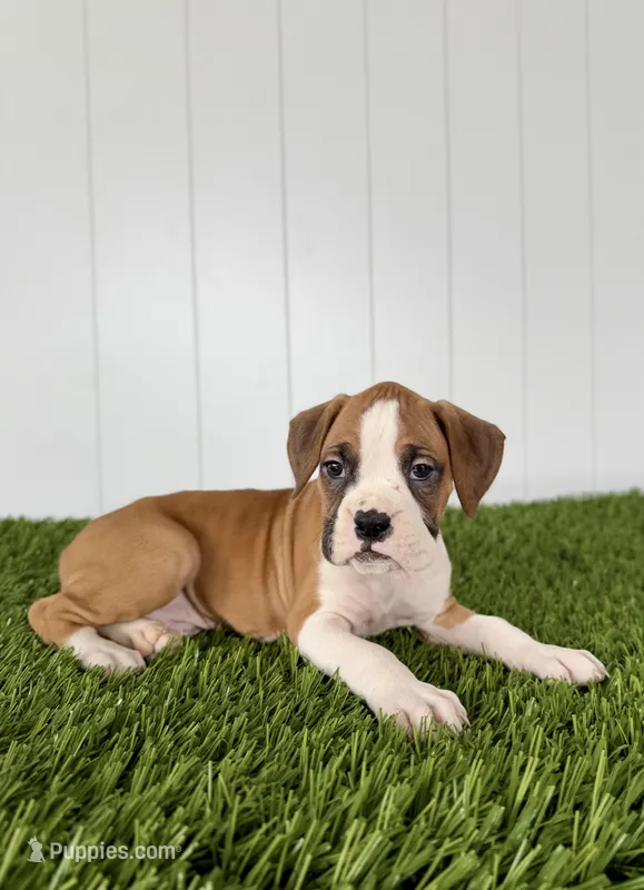 Pax – Boxer puppy for sale in Lagrange, IN