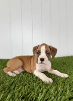 Pax, a male Boxer for sale in Lagrange, IN – Photo 4 of 4