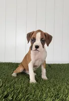 Pax, a male Boxer for sale in Lagrange, IN – Photo 2 of 4