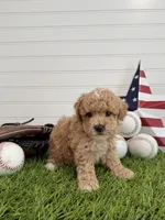 Rookie, a male Cavapoo for sale in Lagrange, IN – 4 of 6