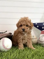 Bunt, a male Cavapoo for sale in Lagrange, IN – 3 of 7