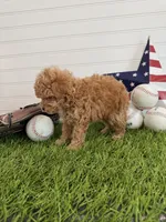 Bunt, a male Cavapoo for sale in Lagrange, IN – 6 of 7