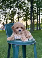  Toy F1 Teddy, a male Cavapoo for sale in Lagrange, IN – 4 of 5