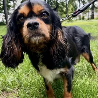 Frosty, a male Cavapoo for sale in Lagrange, IN – Photo 9 of 9