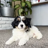 Frosty, a male Cavapoo for sale in Lagrange, IN – Photo 7 of 9
