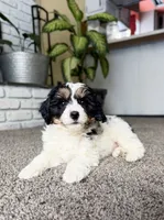 Frosty, a male Cavapoo for sale in Lagrange, IN – Photo 7 of 9