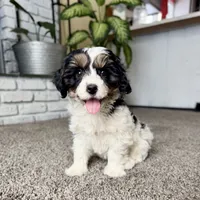 Frosty, a male Cavapoo for sale in Lagrange, IN – Photo 2 of 9