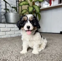 Frosty, a male Cavapoo for sale in Lagrange, IN – Photo 2 of 9