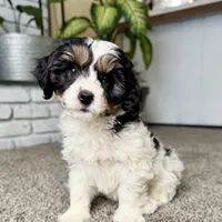 Frosty, a male Cavapoo for sale in Lagrange, IN – Photo 6 of 9