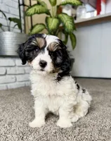 Frosty, a male Cavapoo for sale in Lagrange, IN – Photo 6 of 9