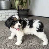 Frosty, a male Cavapoo for sale in Lagrange, IN – Photo 5 of 9