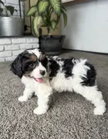 Frosty, a male Cavapoo for sale in Lagrange, IN – Photo 5 of 9